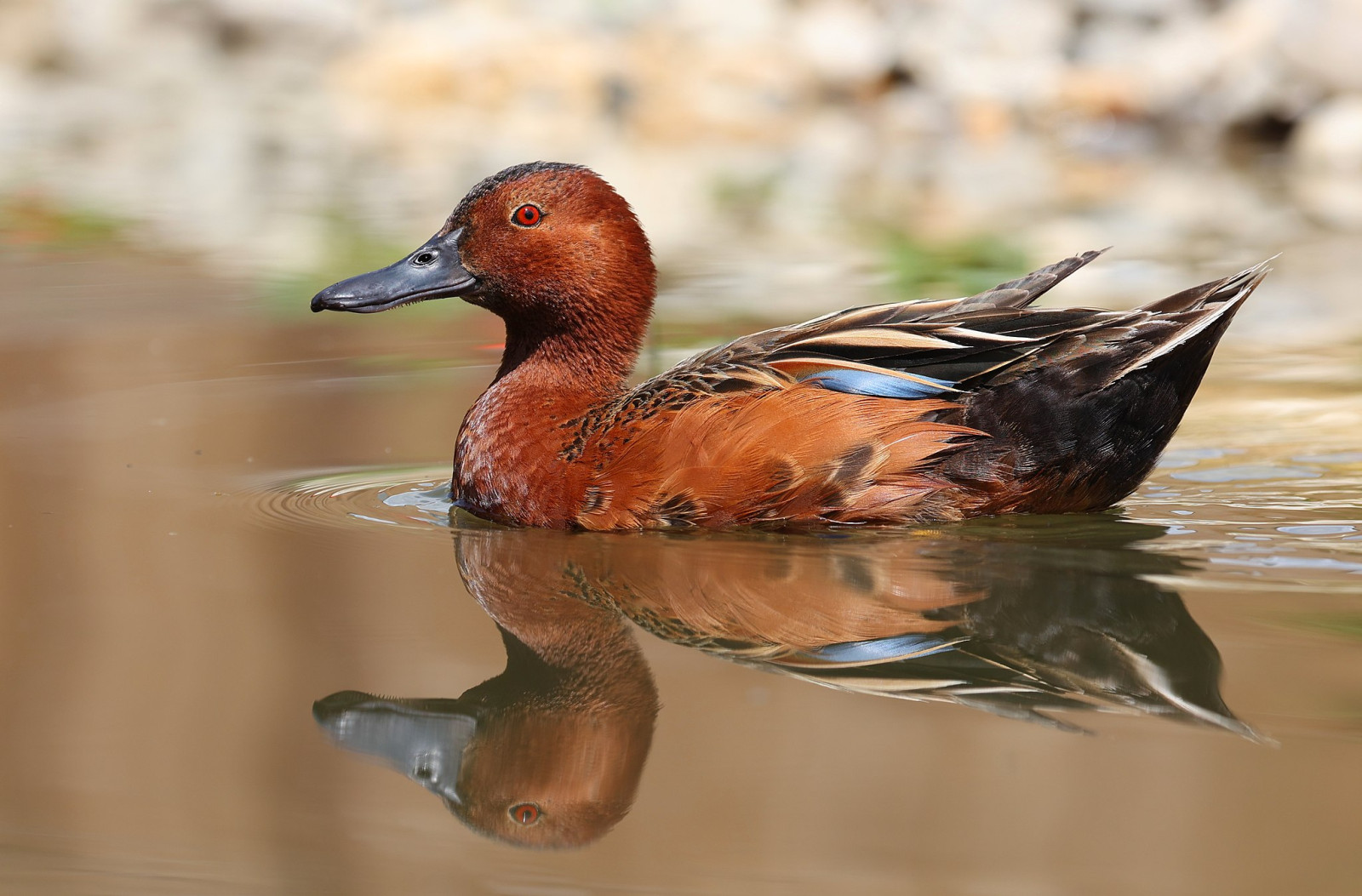 image Cinnamon Teal